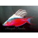 Paracheilinus cyaneus Kuiter et Allen, 1999