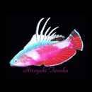 Paracheilinus lineopunctatus Randall et Lubbock, 1981