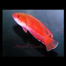 Paracheilinus lineopunctatus Randall et Lubbock, 1981