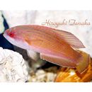 Paracheilinus octotaenia Fourmanoir, 1955