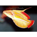 Paracheilinus rubricaudalis Randall et Allen, 2003