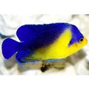 Paracentropyge venusta (Yasuda et Tominaga, 1969)