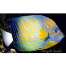 Pomacanthus annularis (Bloch, 1789)