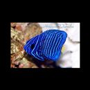 Pomacanthus asfur (Forsskal, 1775)