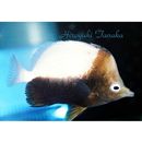 Prognathodes dichrous (Gunther, 1869)