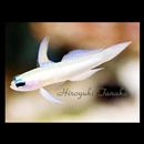 Tryssogobius sarah Allen et Erdmann, 2012