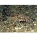 Inegocia japonica (Cuvier, 1829)