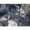 Istiblennius enosimae (Jordan et Snyder, 1902)