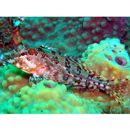 Pseudoblennius marmoratus (Doderlein, 1884)