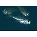 Rhabdamia spilota Allen et Kuiter, 1994