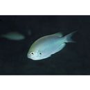 Teixeirichthys jordani (Rutter, 1897)