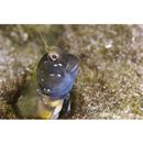 Rhabdoblennius nitidus (Gunther, 1861)