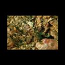 Amblyeleotris wheeleri (Polunin et Lubbock, 1977)