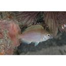 Teixeirichthys jordani (Rutter, 1897)