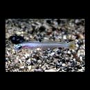 Ptereleotris lineopinnis (Fowler, 1935)