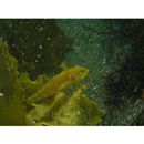 Pseudoblennius percoides Gunther, 1861