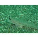 Istigobius hoshinonis (Tanaka, 1917)