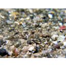 Favonigobius gymnauchen (Bleeker, 1860)