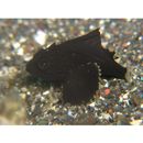 Neosebastes entaxis Jordan et Starks, 1904