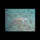 Parapercis kamoharai Schultz, 1966