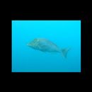 Lethrinus nebulosus (Forsskal, 1775)