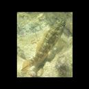 Asterropteryx semipunctata Ruppell, 1830