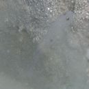 Paedogobius kimurai Iwata, Hosoya et Larson, 2001