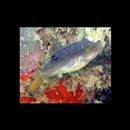 Canthigaster compressa (Proce, 1822)