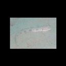 Oxyurichthys notonema (Weber, 1909)