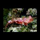 Neosynchiropus morrisoni (Schultz, 1960)