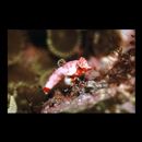 Neosynchiropus morrisoni (Schultz, 1960)