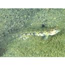 Vanderhorstia sp. 2 of Suzuki et Shibukawa (2004)