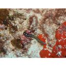 Gymnothorax nudivomer (Gunther, 1867)