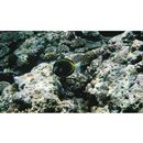 Acanthurus japonicus (Schmidt, 1931)