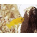 Lubricogobius exiguus Tanaka, 1915