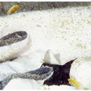 Lubricogobius dinah Randall et Senou, 2001