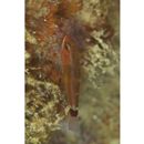 Trimma hollemani Winterbottom, 2016