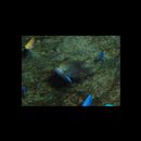 Neoglyphidodon melas (Cuvier, 1830)