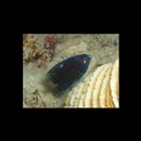 Pomacentrus burroughi Fowler, 1918