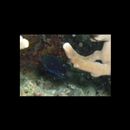 Pomacentrus burroughi Fowler, 1918