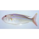 Nemipterus hexodon (Quoy et Gaimard, 1824)