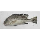 Diagramma pictum (Thunberg, 1792)