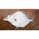 Leiognathus fasciatus (Lacepede, 1803)