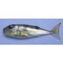 Lagocephalus spadiceus (Richardson, 1845)