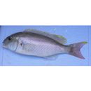 Scolopsis taenioptera (Cuvier, 1830)