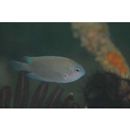 Pomacentrus cuneatus Allen, 1991