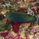 Anampses geographicus Valenciennes, 1840