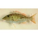 Lethrinus semicinctus Valenciennes, 1830