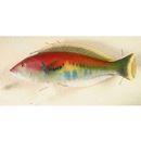 Hologymnosus rhodonotus Randall et Yamakawa, 1988