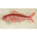 Etelis carbunculus Cuvier, 1828